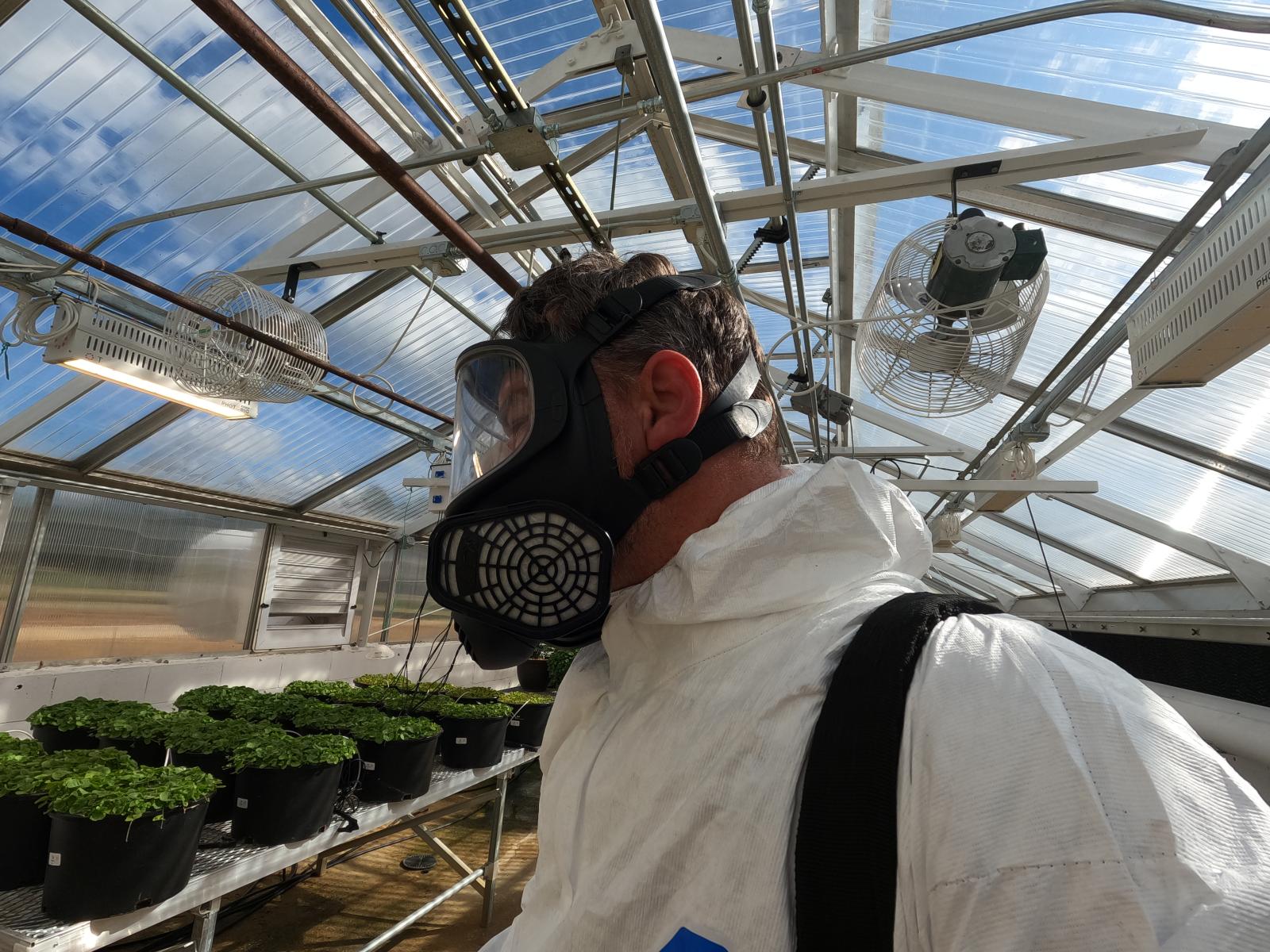 Image of an individual wearing a respirator in a greenhouse.